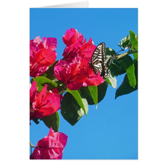 Asian Swallowtail Butterfly (Front)