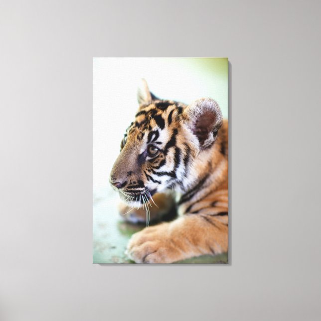 Asian Tiger Canvas Print (Front)