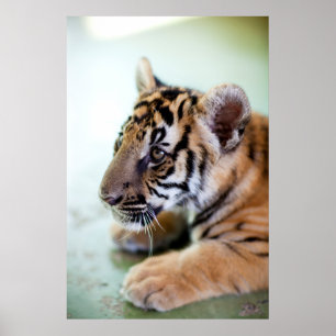 Asian Tiger Poster
