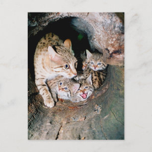 Asian wildcat postcard