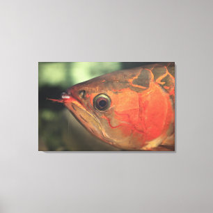 Asiatic arowana canvas print