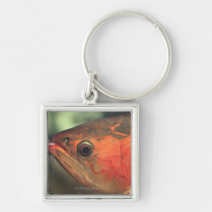 Asiatic arowana keychain
