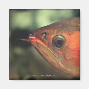 Asiatic arowana magnet