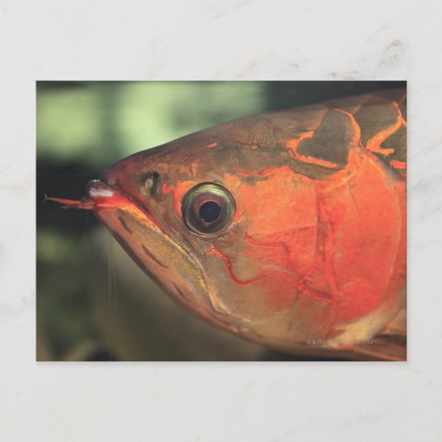 Asiatic arowana postcard (Front)