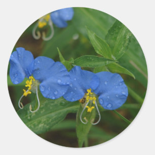 Asiatic Dayflower Blue WIldflower Apparel & Gifts Classic Round Sticker