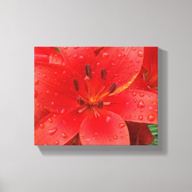 Asiatic Lily Canvas Print (Front)