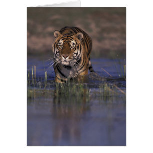 ASIE, Inde Tigre à travers l'eau