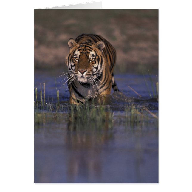 ASIE, Inde Tigre à travers l'eau (Devant)
