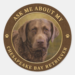 Ask Me About My Chesapeake Bay Retriever Stickers