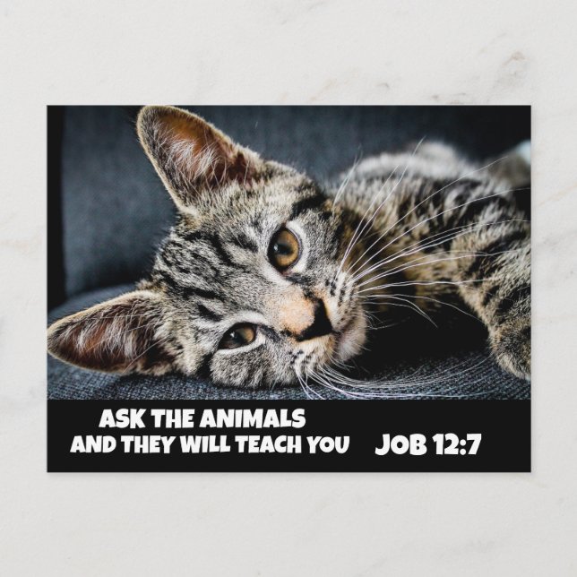 ASK THE ANIMALS CUTE TABBY CAT BIBLE Postcards (Front)