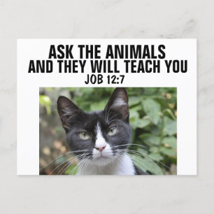 ASK THE ANIMALS THEY WILL TEACH YOU, CAT POSTCARDS