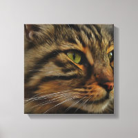 Aslan The Long Haired Tabby Cat
