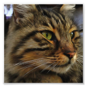 Aslan The Long Haired Tabby Cat Photo Print
