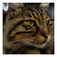Aslan The Long Haired Tabby Cat