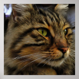 Aslan The Long Haired Tabby Cat Poster