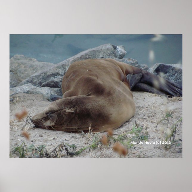 Asleep on the Rocks Poster (Front)