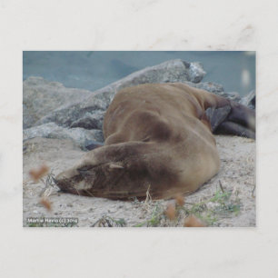 Asleep on the Rocks (Sea Lion) Postcard