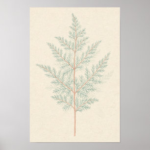 Asparagus Fern Botanical Study Poster