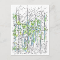 Aspen Birch Trees Pen And Ink Drawing