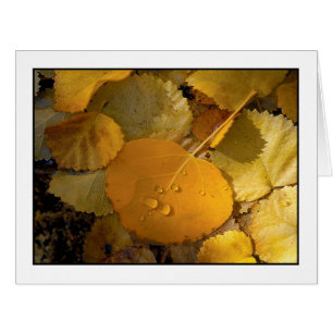 "Aspen Feuille - Rock Creek Canyon"