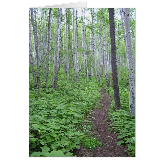 Aspen Forest, C.-B. (Devant)