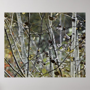 Aspen Forest Poster