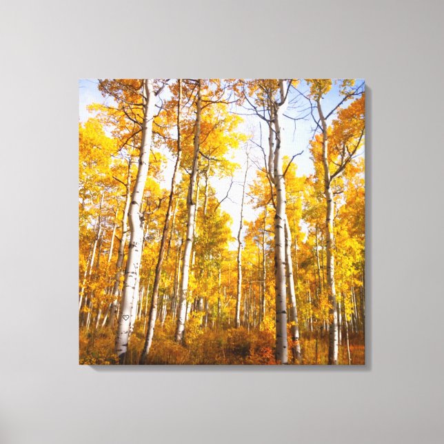 Aspen Groove Yellow Fall Leaves Canvas Print (Front)