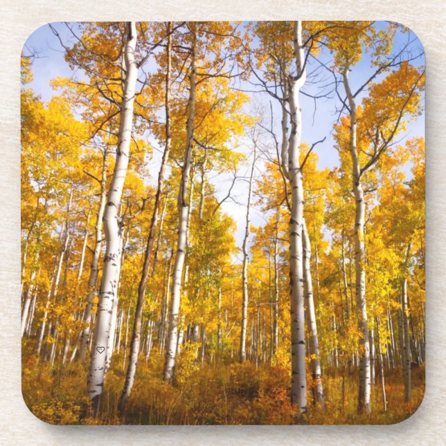 Aspen Groove Yellow Fall Leaves Coaster (Front)