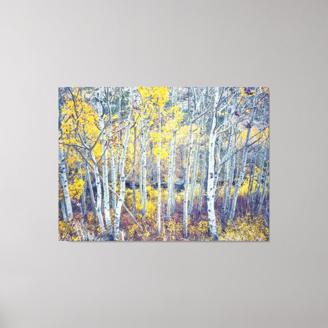 Aspen Grove Canvas Print (Front)
