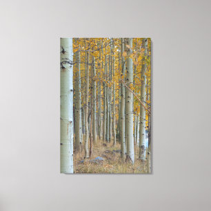 Aspen Grove in Autumn Canvas Print