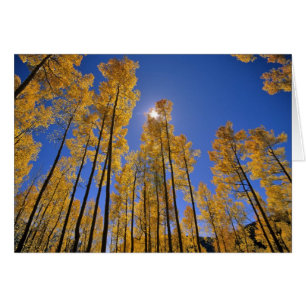 Aspen grove in autumn in the San Juan Range of