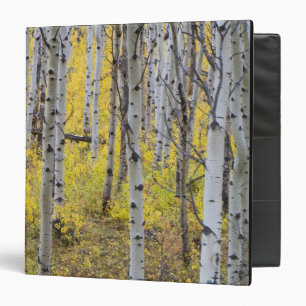 Aspen grove in peak fall colour in Glacier Binder