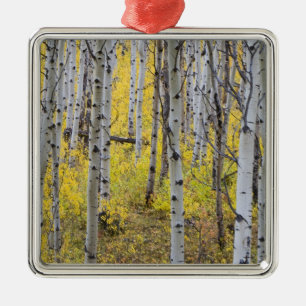 Aspen grove in peak fall colour in Glacier Metal Ornament