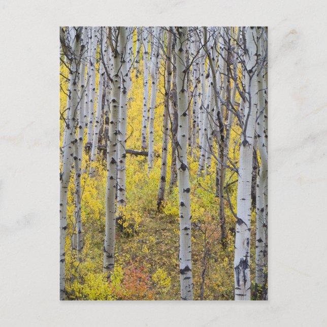 Aspen grove in peak fall colour in Glacier Postcard (Front)