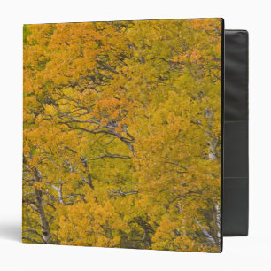 Aspen grove in peak fall colours near East Binder