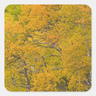 Aspen grove in peak fall colours near East Square Sticker