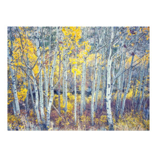 Aspen Grove Photo Print