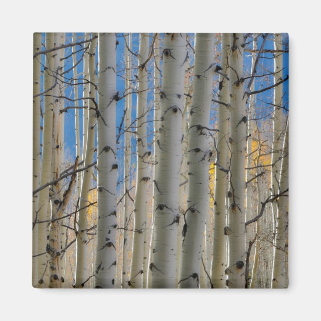 Aspen Groves | Colorado Rocky Mountains Magnet (Front)