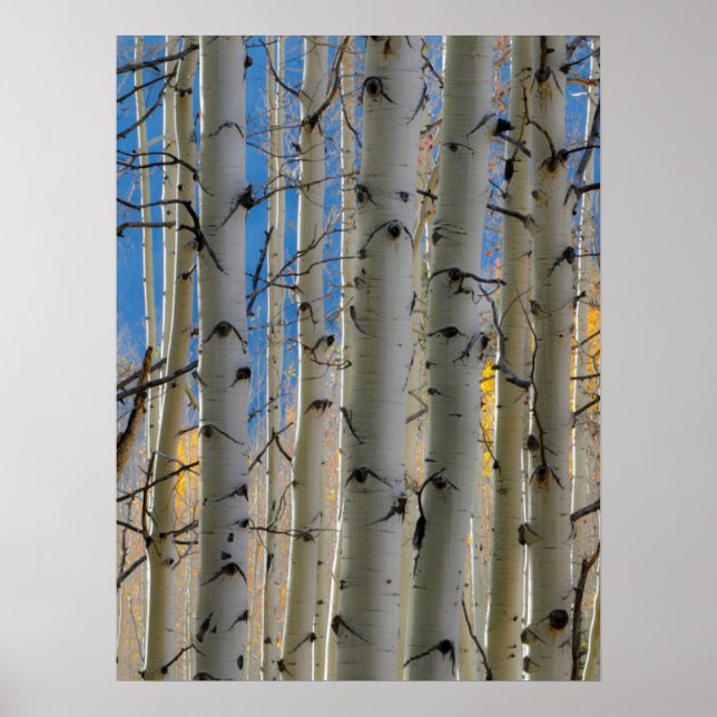 Aspen Groves | Colorado Rocky Mountains Poster (Front)