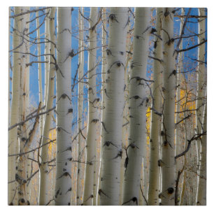 Aspen Groves Colorado Rocky Mountains Tile