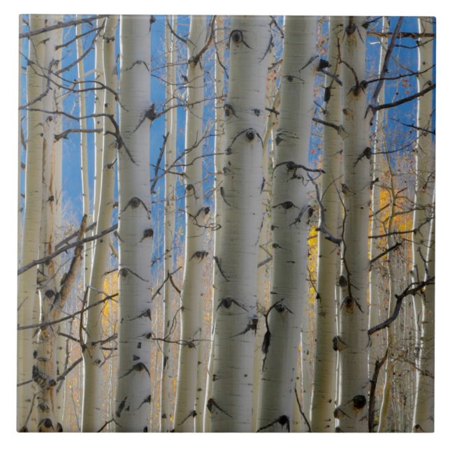 Aspen Groves | Colorado Rocky Mountains Tile (Front)