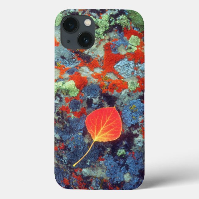 Aspen leaf on a lichen covered rock Case-Mate iPhone case (Back)