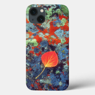 Aspen leaf on a lichen covered rock iPhone 13 case