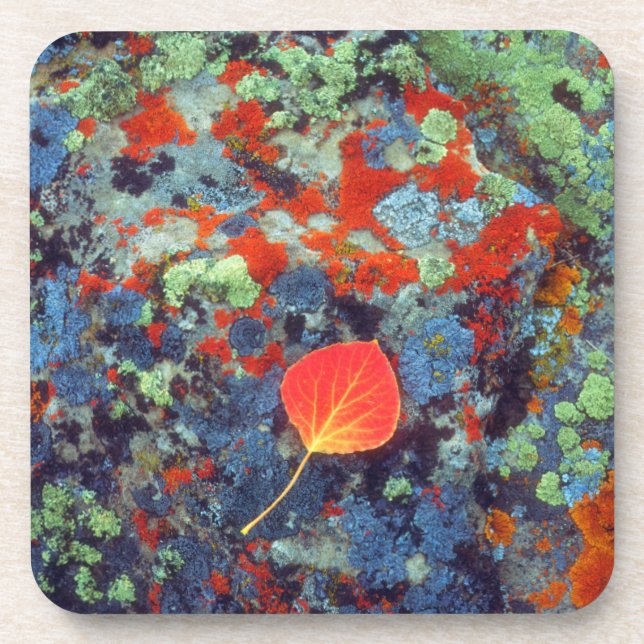 Aspen leaf on a lichen covered rock coaster (Front)