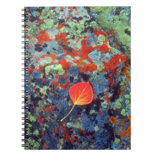 Aspen leaf on a lichen covered rock notebook (Front)