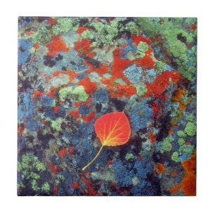 Aspen leaf on a lichen covered rock tile