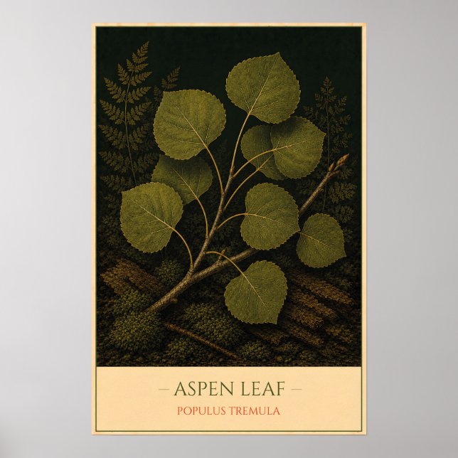 Aspen Leaf – Vintage Botanical Illustration Poster (Front)