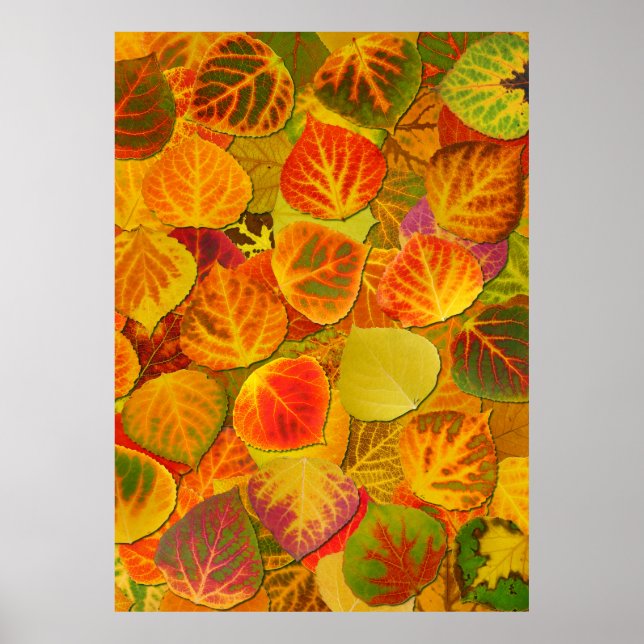 Aspen Leaves Collage Solid Medley 1 Poster (Front)