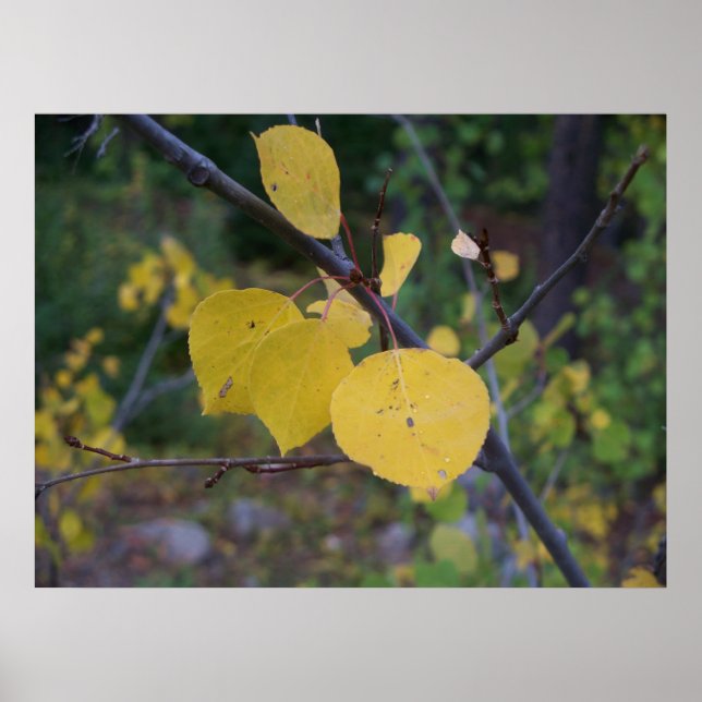 Aspen Leaves Poster (Front)