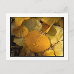 "Aspen Leaves - Rock Creek Canyon" Postcard